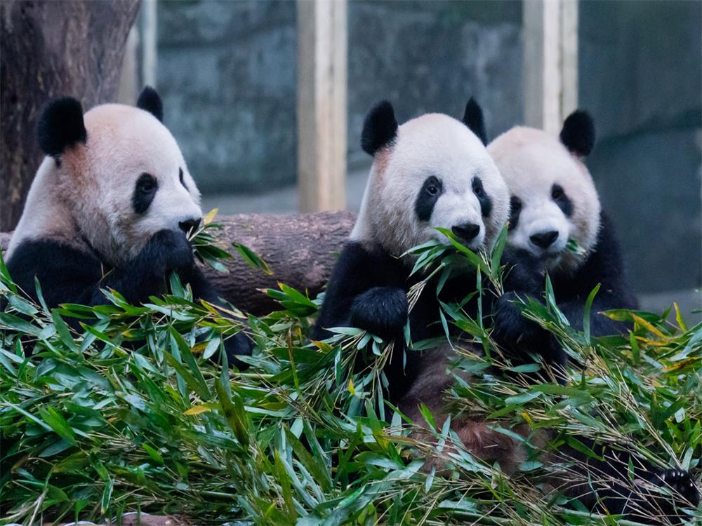 Chengdu: Enjoy leisure time and experience the bustling city